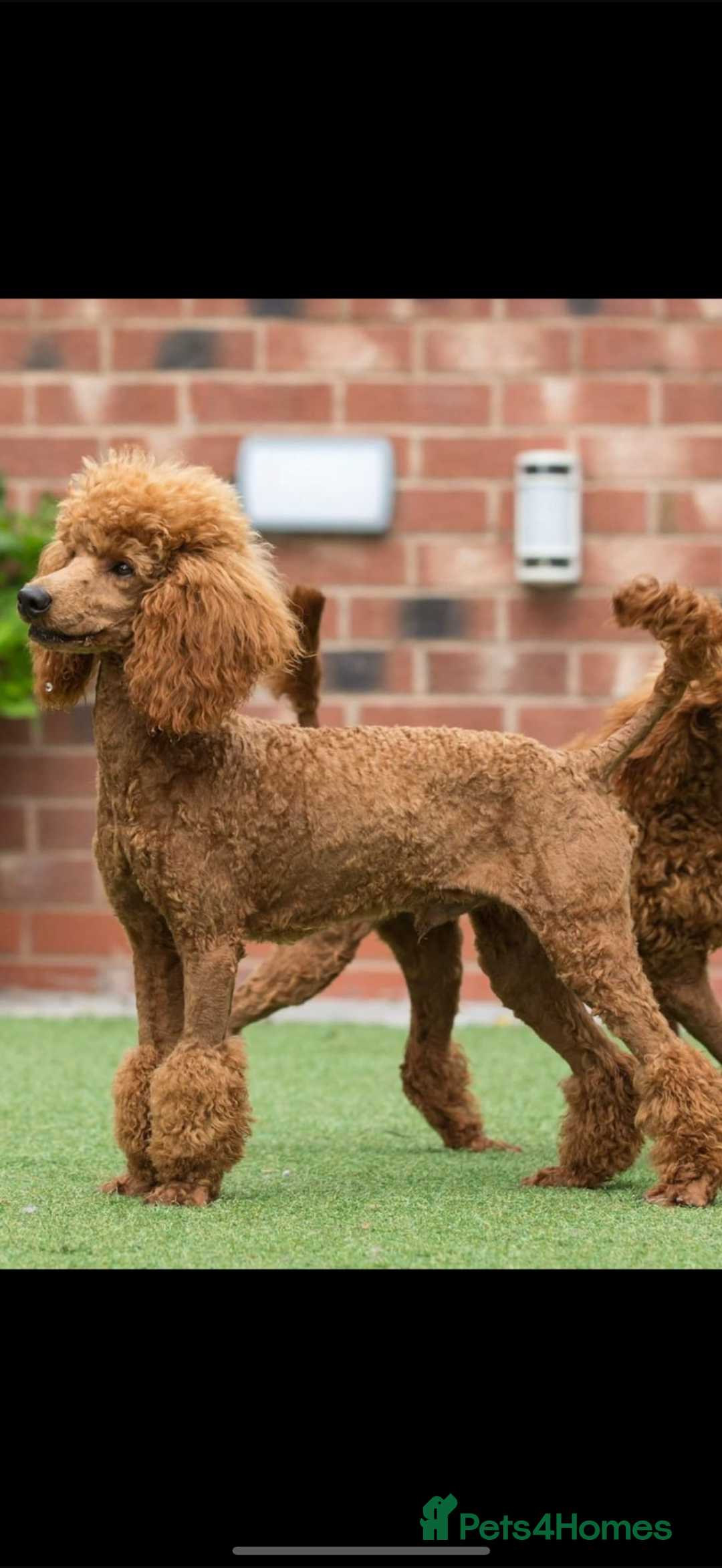 Poochon dogs for sale: Poochon puppies READY TO LEAVE 🐶  - Image 12