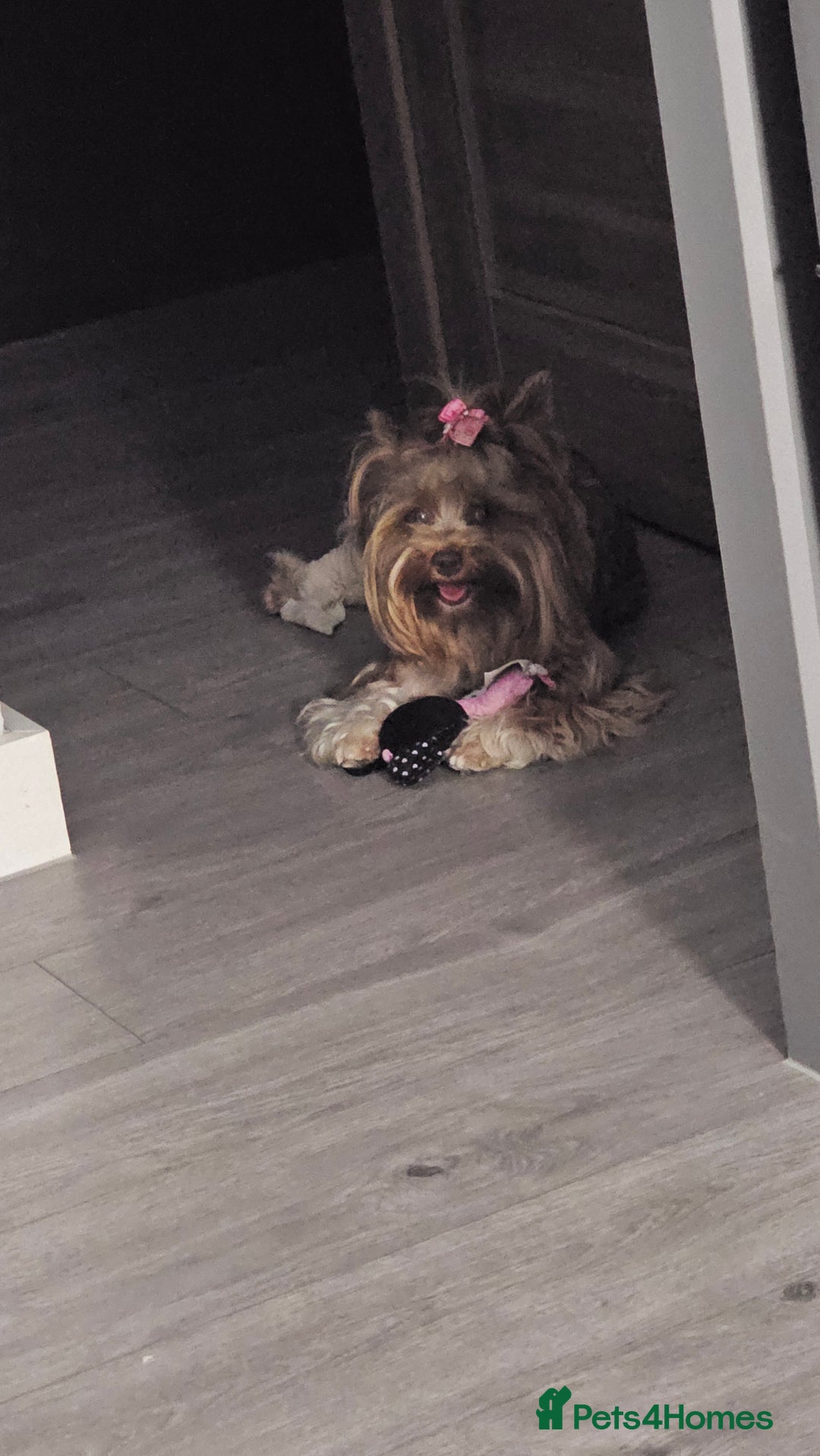 Yorkshire Terrier dogs for sale: 2 boys and 2 girls yorkshire terrier  - Advert 22
