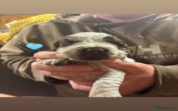 Cocker Spaniel dogs for sale: CHOCOLATE ROAN SHOW COCKER SPANIELS - Image 6