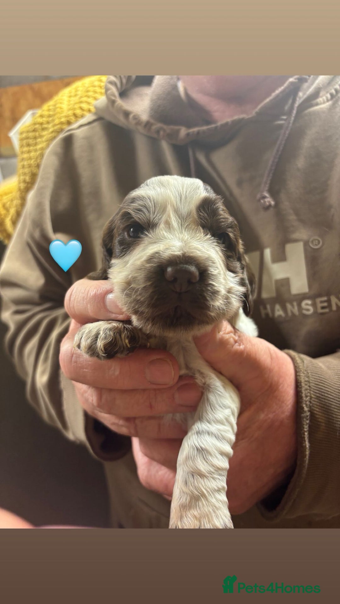 Cocker Spaniel dogs for sale: CHOCOLATE ROAN SHOW COCKER SPANIELS - Image 6