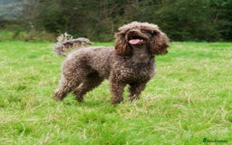 Miniature Poodle dogs for sale: Health tested, Brown, Mini x Toy Poodle puppies - Advert 7