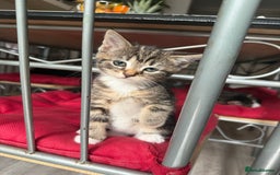 Domestic Shorthair cats for sale: Adorable Kittens - Advert 9