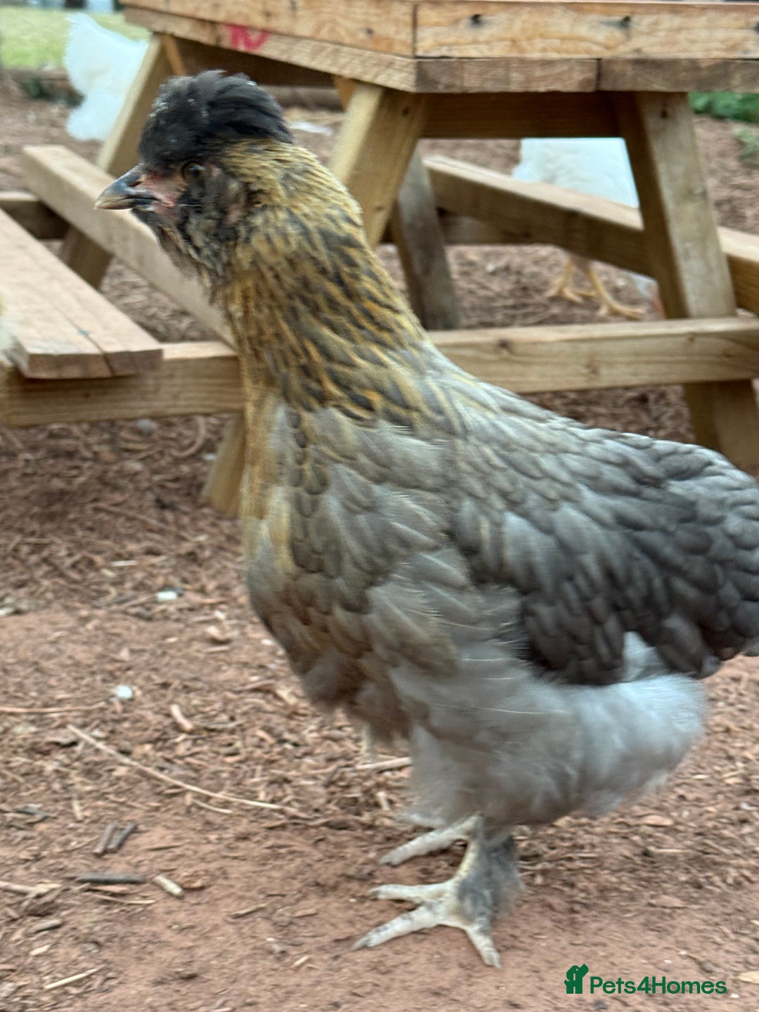Chickens poultry for sale: Chickens needing home - Image 6