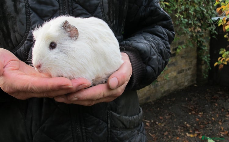 Guinea Pig rodents - Advert 14