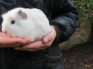 Guinea Pig rodents Female guinea pigs - Advert 11