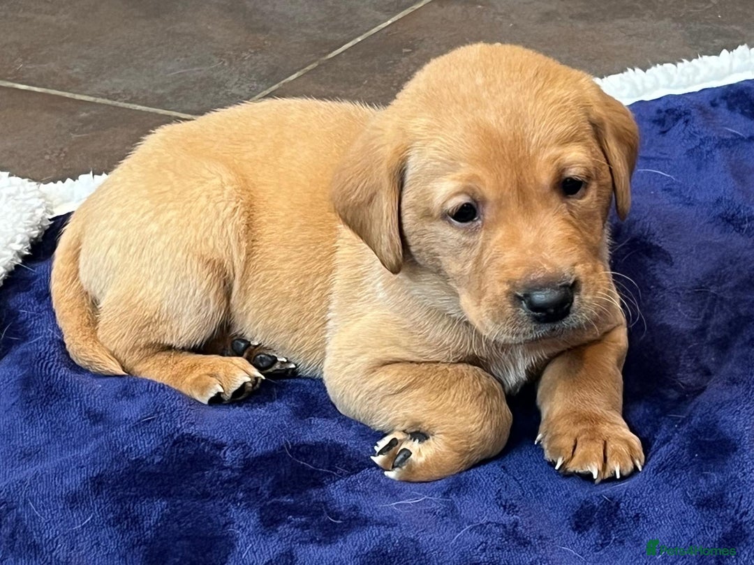 Labrador Retriever dogs for sale: Kennel Club Fox Red Labrador Puppies Health Tested - Advert 20
