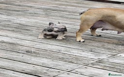French Bulldog dogs for sale: French bulldogs puppys in Nottingham - Image 17