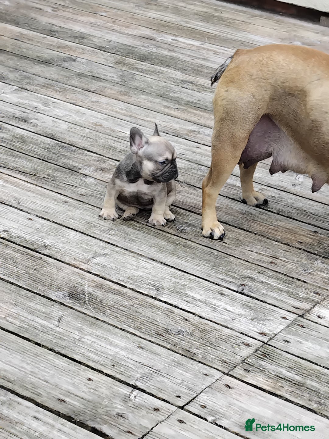 French Bulldog dogs for sale: French bulldogs puppys in Nottingham - Image 17