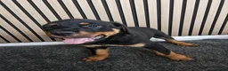 Rottweiler dogs for sale: Exceptional Rottweiler Pups- ONE GIRL LEFT. - Advert 21