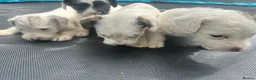 Jack Russell dogs for sale: 4 Jack Russel puppy s in Exeter - Advert 6