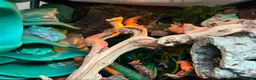 Frog reptiles for sale: X4 White Tree Frogs + 3ft Terrarium Full Setup - Advert 9