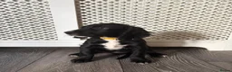 Mixed Breed dogs for sale: Beautiful girl - Advert 3