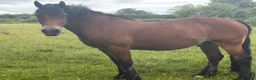 Welsh Section D horses for sale: Welsh Section D Bay gelding  in Hereford - Advert 5