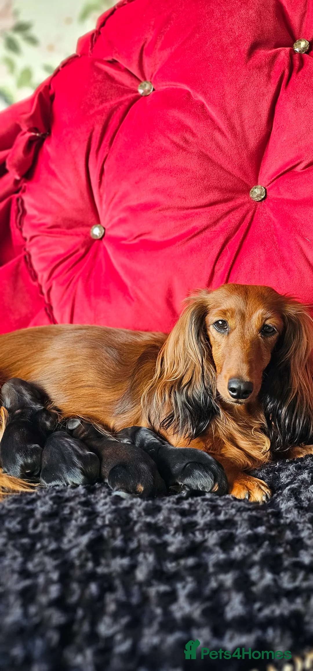 Miniature Dachshund dogs for sale:  MAGNIFICENT RED SHADED, Exceptional Pigmentation  in Wisbech - Advert 2