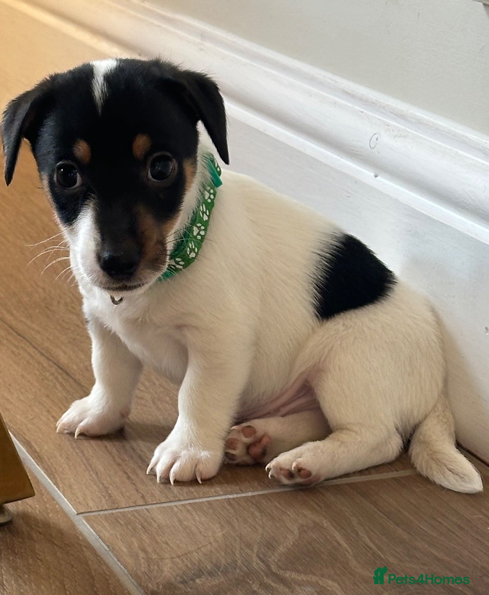 Jack Russell dogs for sale: Jack Russell - Advert 6