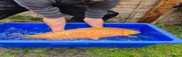 Koi Carp fish for sale: Pond closure - Advert 31