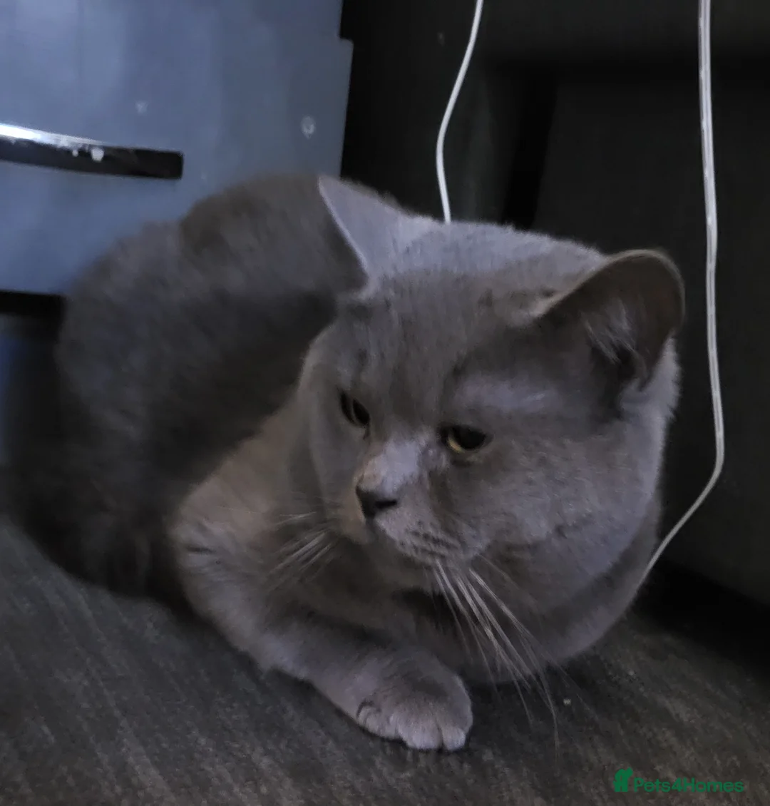 British Shorthair cats for sale: Blue British Shorthair  - Advert 5
