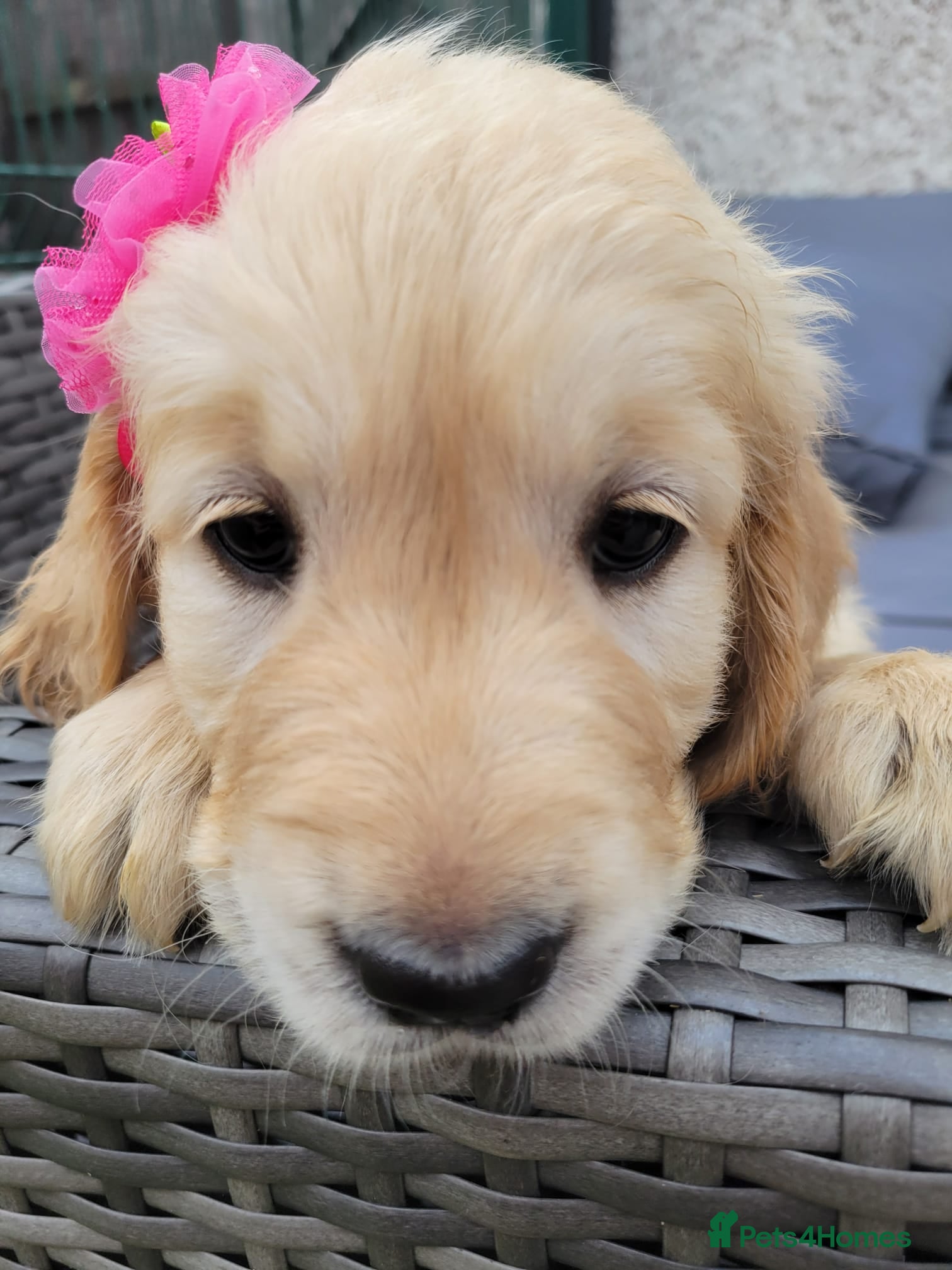 Golden Retriever dogs 3x KC golden retriever pups, ready 22nd June - Advert 1