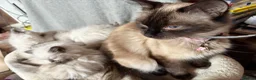 Ragdoll cats for sale: Beautiful ragdoll kittens ready now - Advert 7