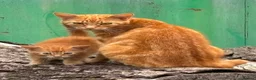Mixed Breed cats for sale: Four beautiful all ginger kittens  - Advert 9