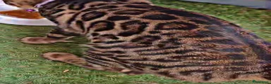 Bengal 1