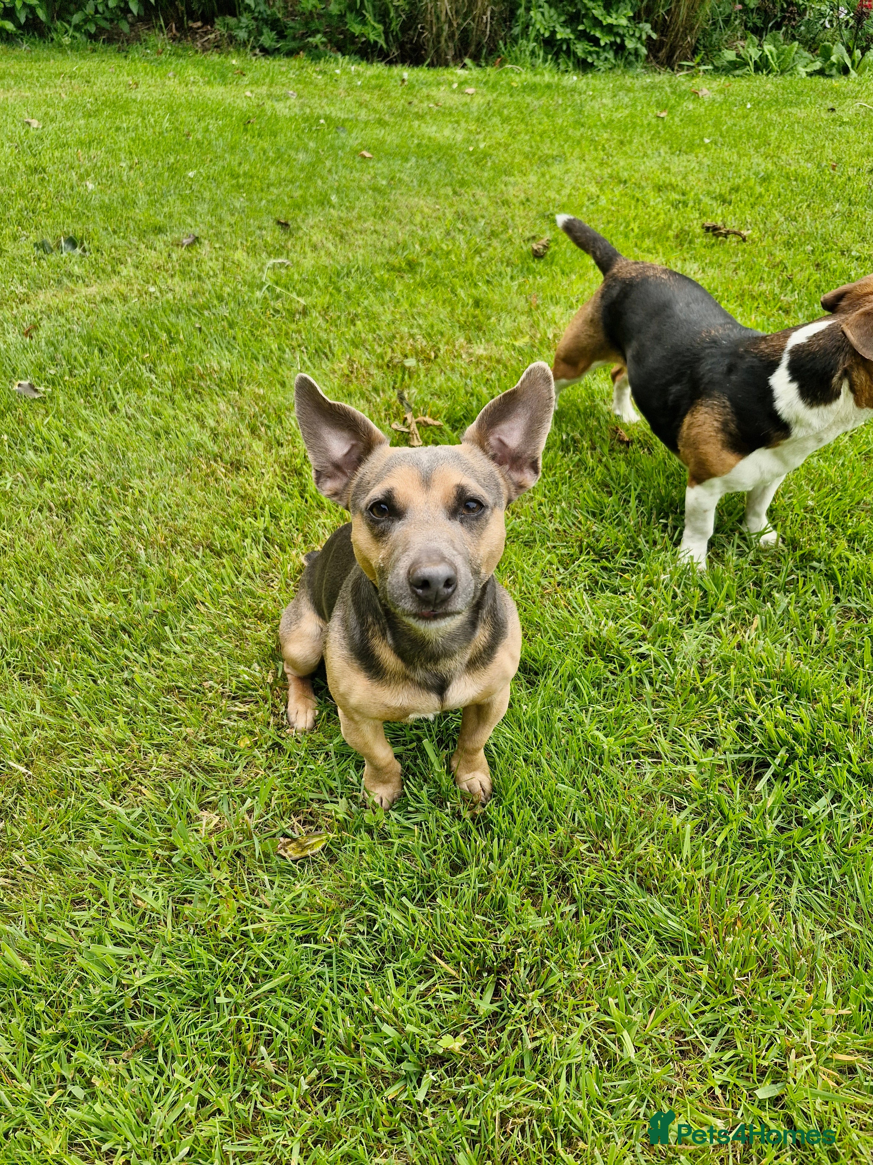 Jack Russell dogs Blue/lilac JACK russell stud  - Advert 3
