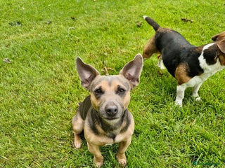 Jack Russell dogs Blue/lilac JACK russell stud - Advert 1