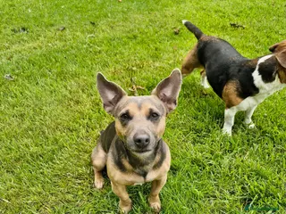 Jack Russell dogs Blue/lilac JACK russell stud - Advert 17