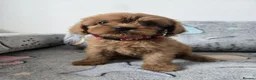 Cavapoo dogs for sale: 🐶Amazing cavapoo pups for sale🐶 - Advert 11