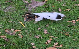 Jack Russell dogs for sale: Chasca - Image 1