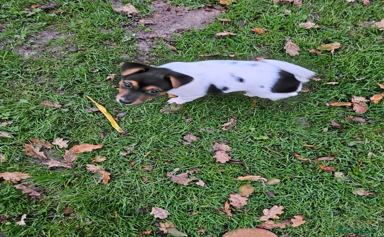 Jack Russell dogs - Advert 2