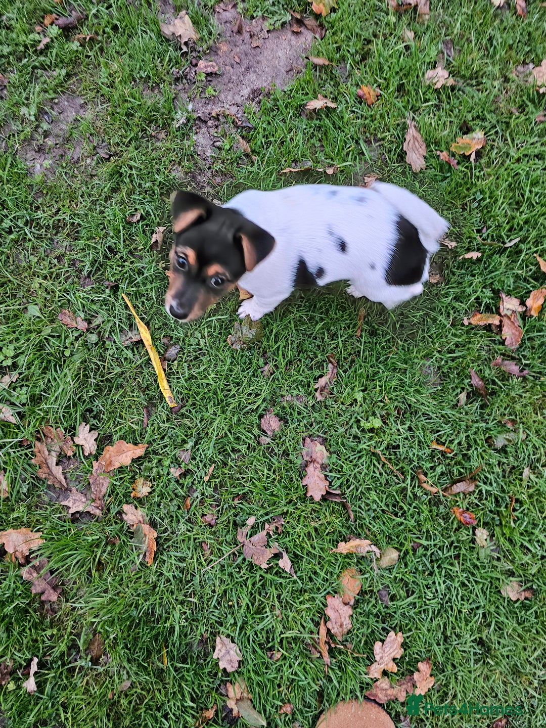 Jack Russell dogs for sale: Chasca - Image 1