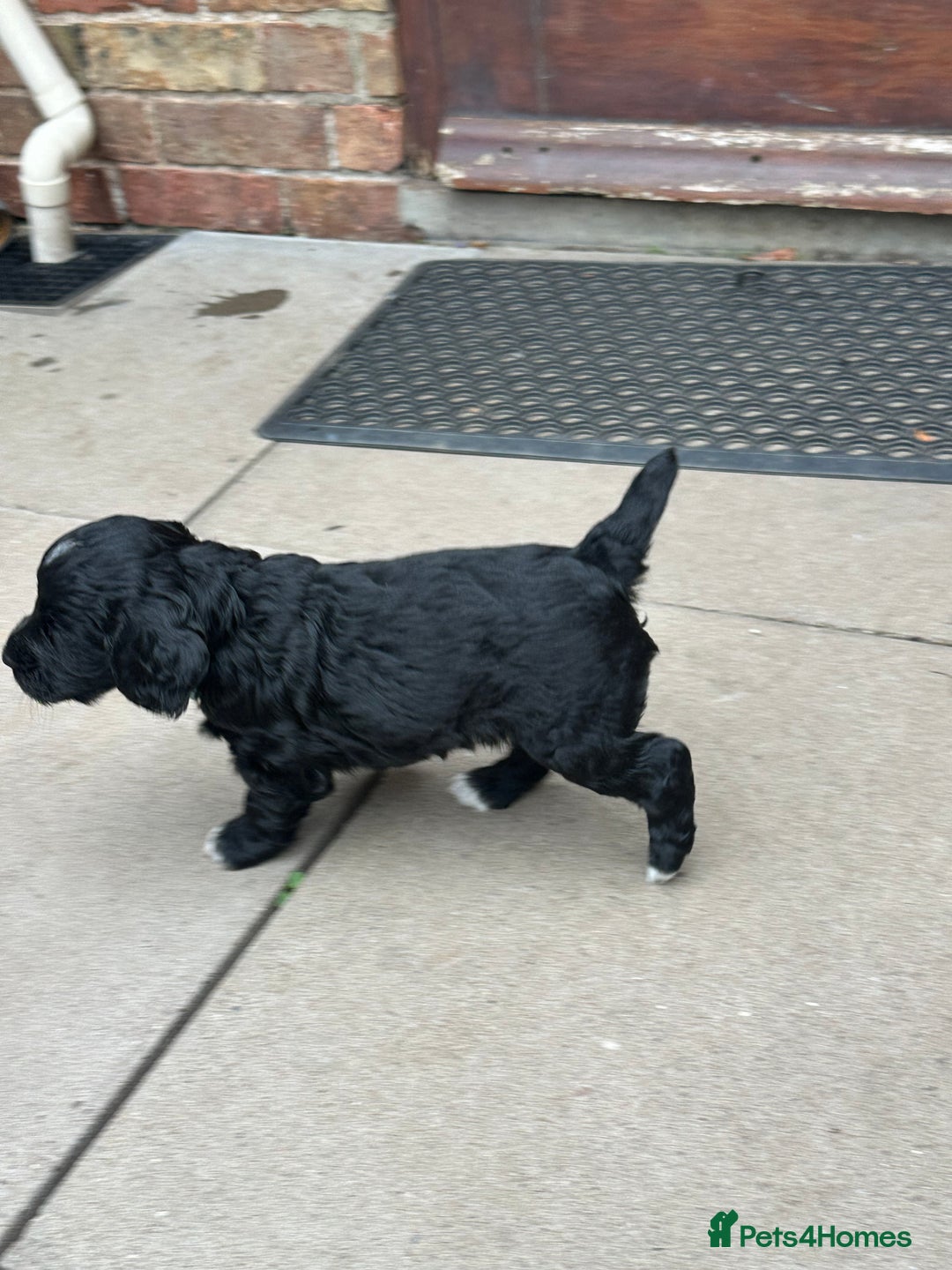 Cocker Spaniel dogs for sale: Working Cocker Spaniel Puppies  - Advert 16