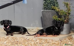 Dachshund dogs for sale: 2 dachshund puppies (price is for both) - Image 1