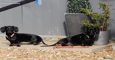 Dachshund dogs - Advert 12