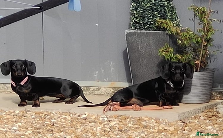 Dachshund dogs - Advert 2