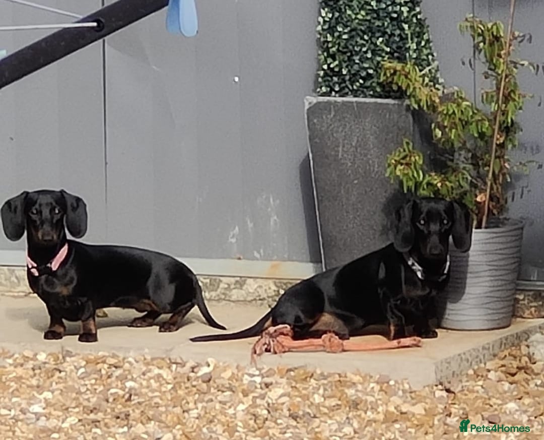 Dachshund dogs for sale: 2 dachshund puppies (price is for both) - Image 1