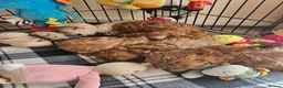 Cavapoo dogs for sale: 5* Cavapoo Puppies - Advert 8