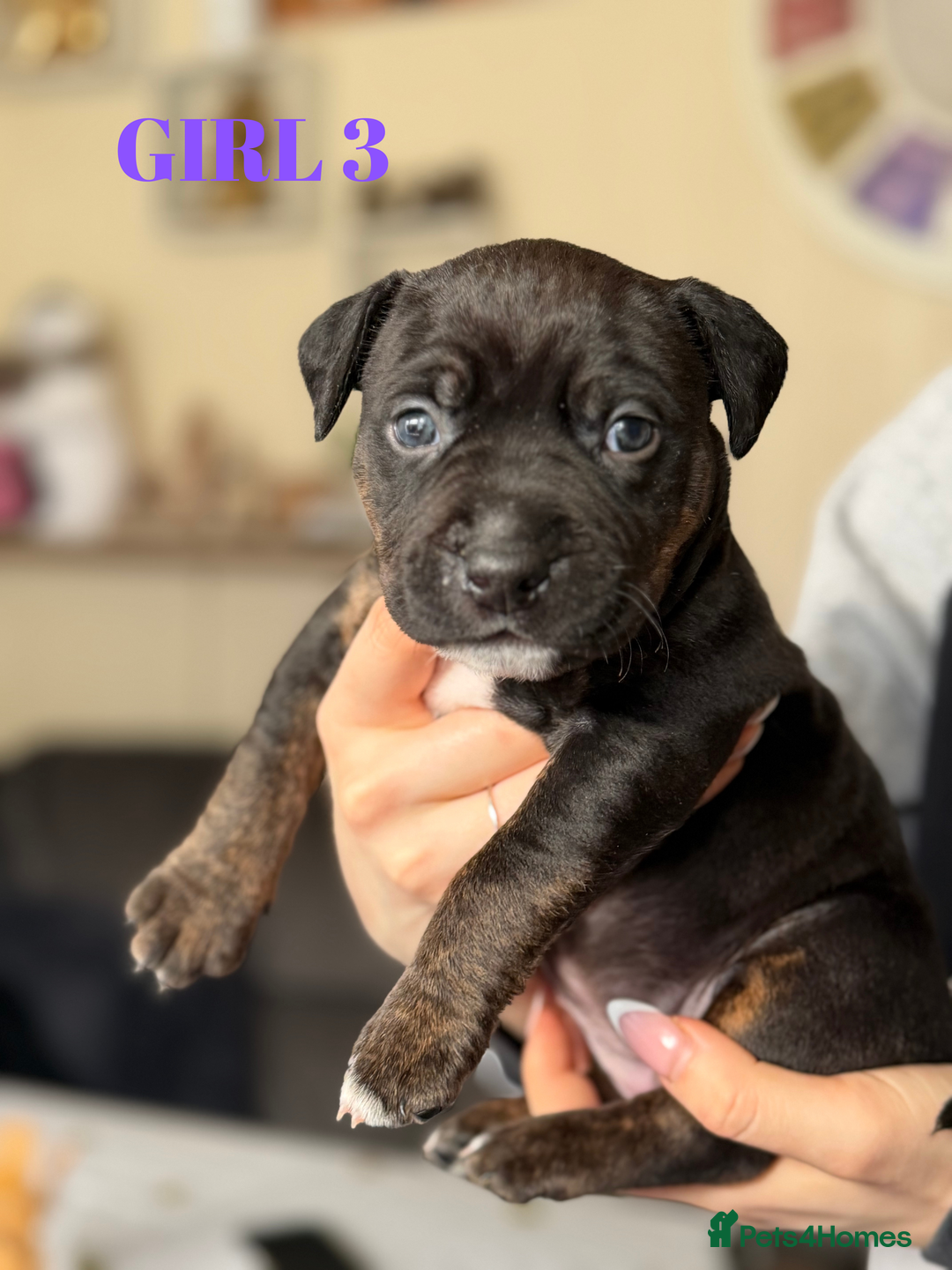 Staffordshire Bull Terrier dogs for sale: Precious Puppies Ready to Join Your Family - Advert 21