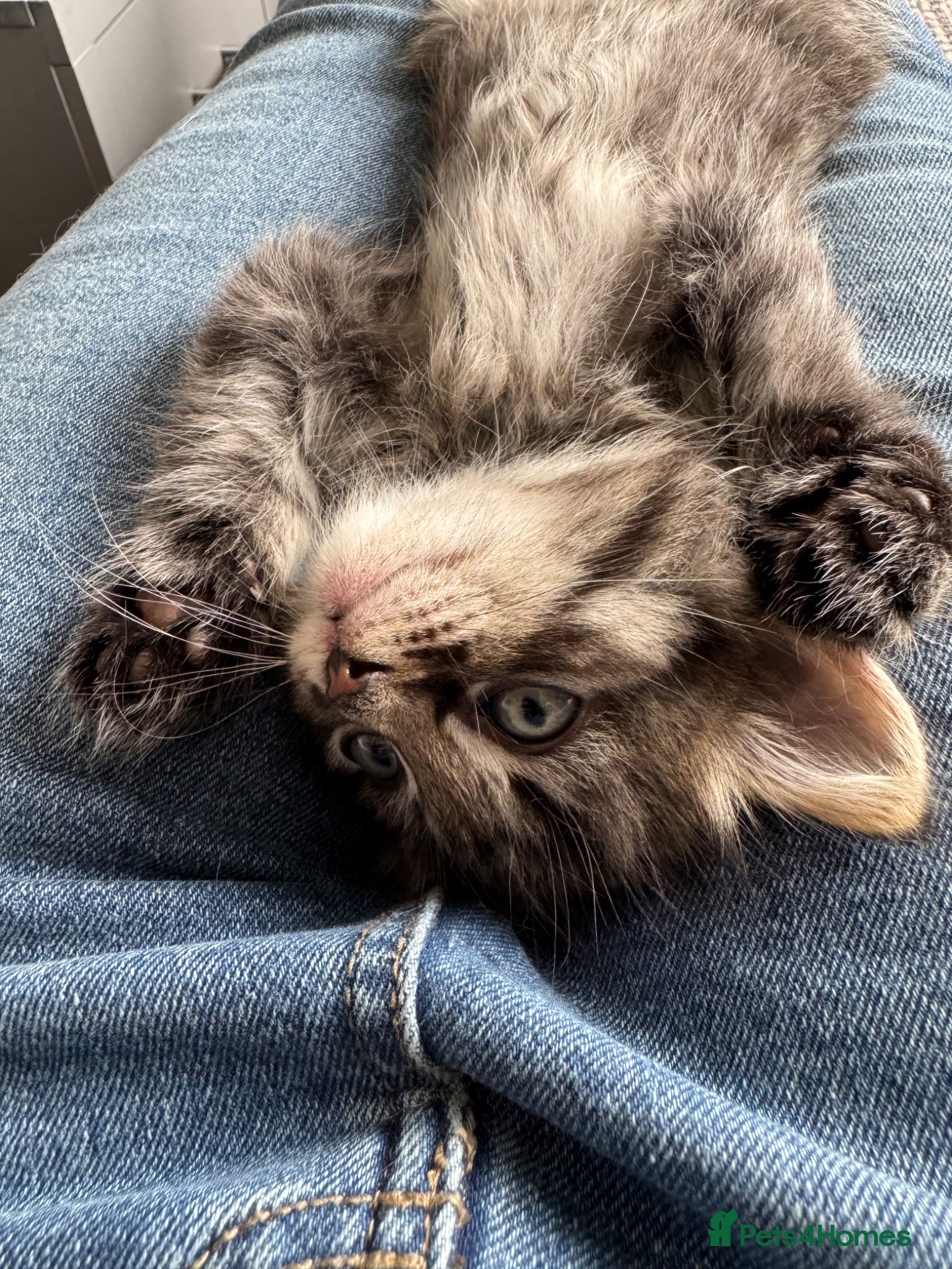 Mixed Breed cats for sale: 3 gorgeous kittens for sale - Advert 19