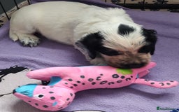 Sprocker dogs for sale: STRIKING SPROCKER SPANIEL PUPPIES  - Image 13