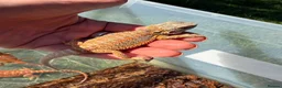 Bearded Dragon reptiles for sale: Bearded dragon babies - red monster line  - Advert 2