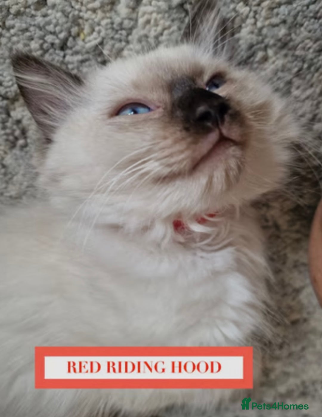 Munchkin cats for sale: Munchkin kittens - Image 4