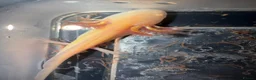 Axolotl reptiles for sale: Axolotl in Aldershot - Advert 2