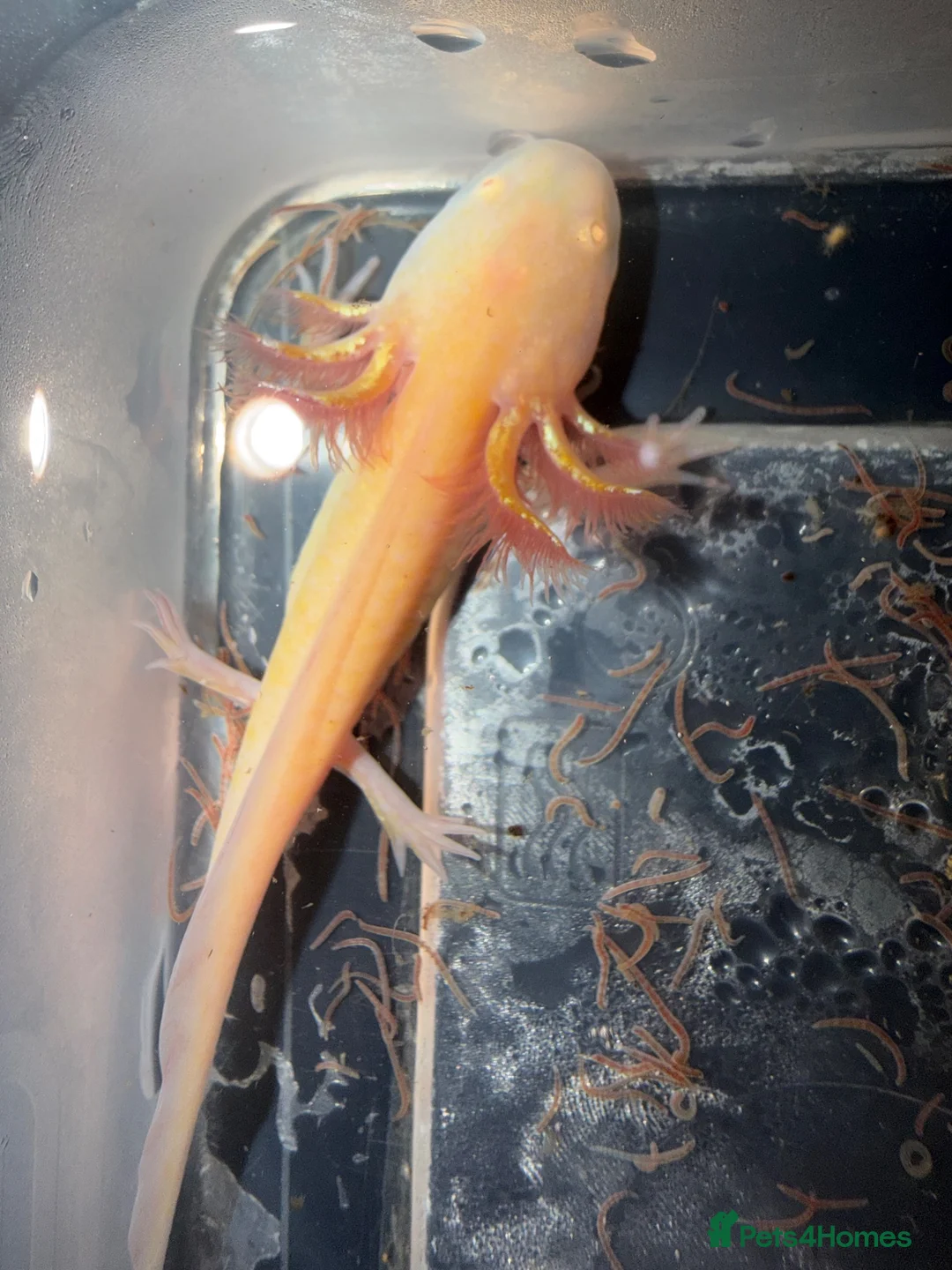 Axolotl reptiles for sale: Axolotl in Aldershot - Advert 2