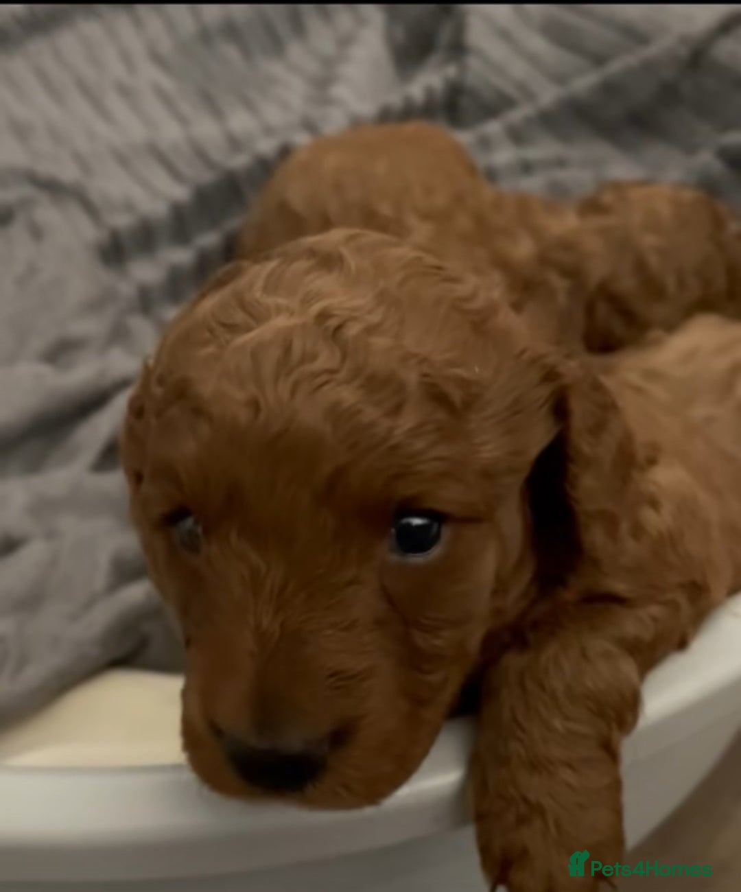 Mixed Breed dogs for sale: Out standing Labradoodle from a loving home  - Image 13
