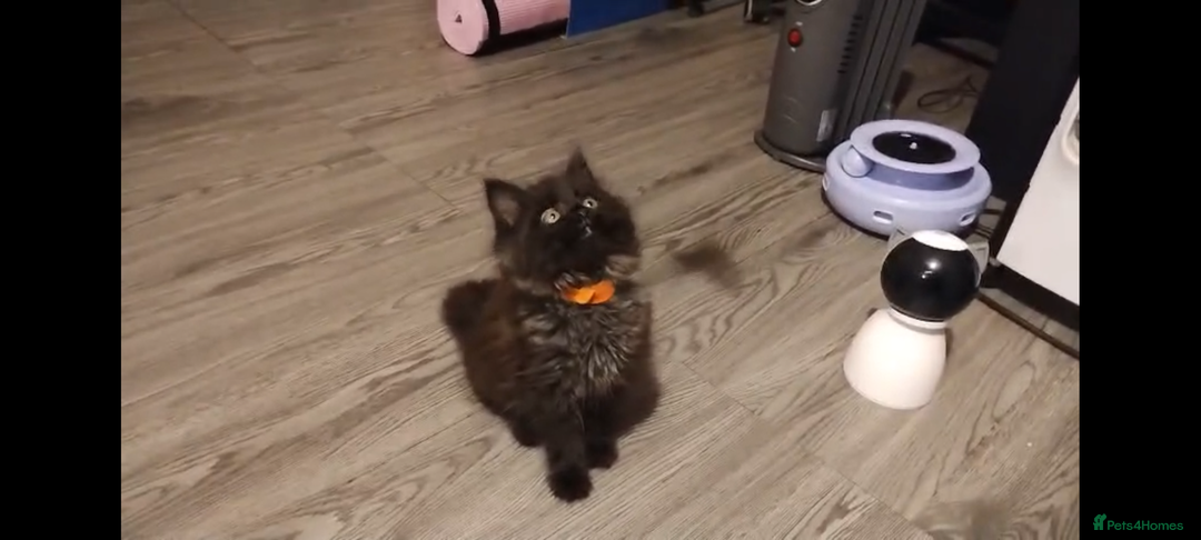 Maine Coon cats for sale: Adorable Maine Coon kittens in Manchester  - Advert 14