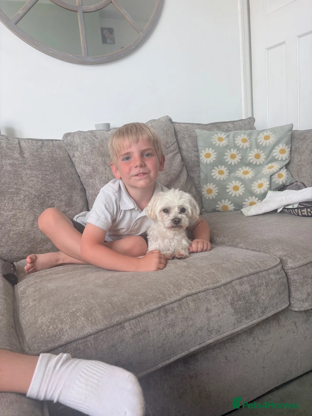 Maltese dogs for sale: 8 year old Maltese looking for forever home  in Plymouth - Advert 2