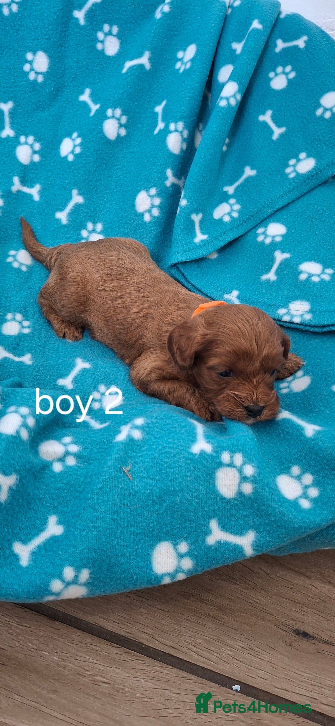 Cavapoo dogs for sale: Red cacapoos - Image 3