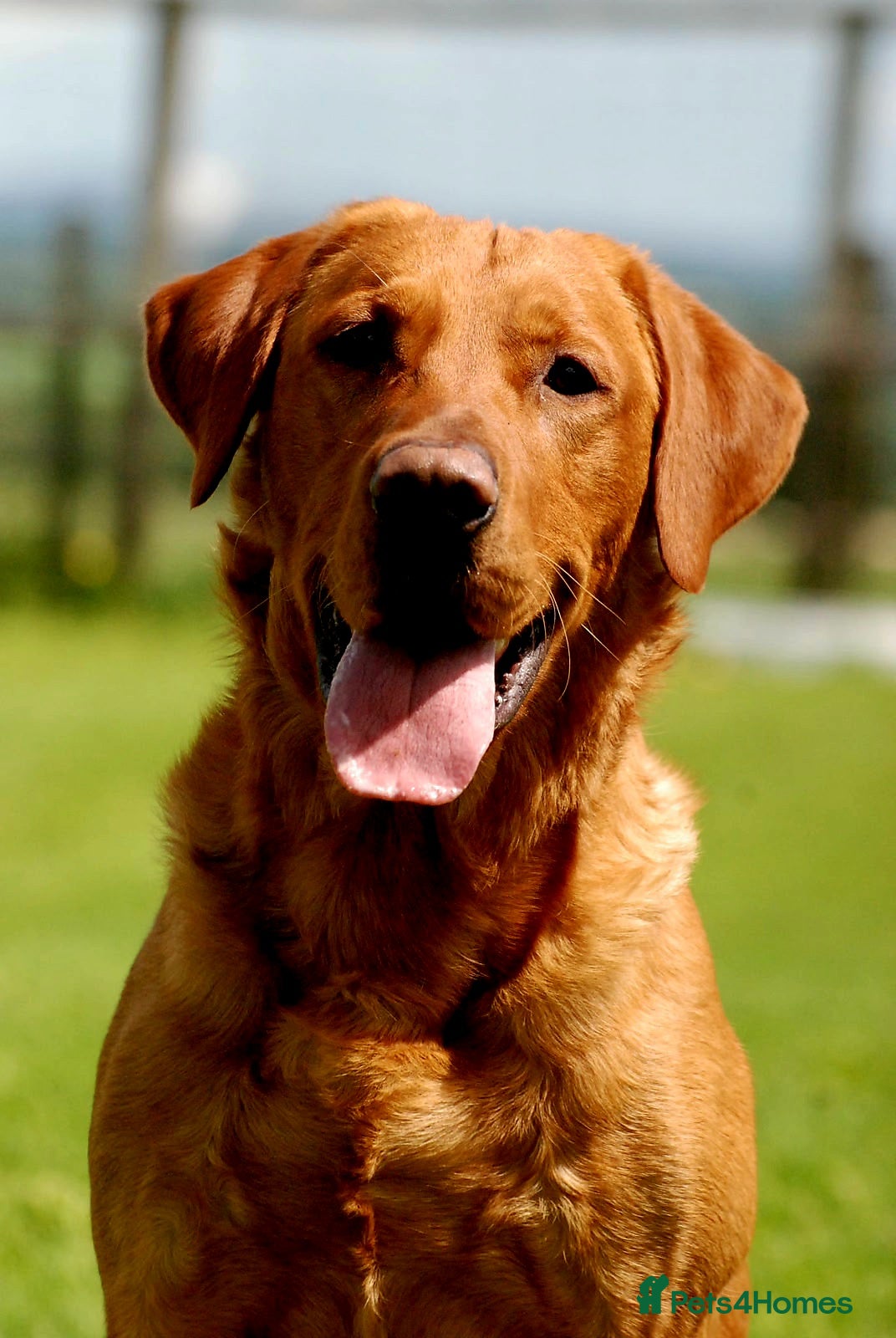 Labrador Retriever dogs Fully Health Tested Red Fox Lab Stud - Advert 17
